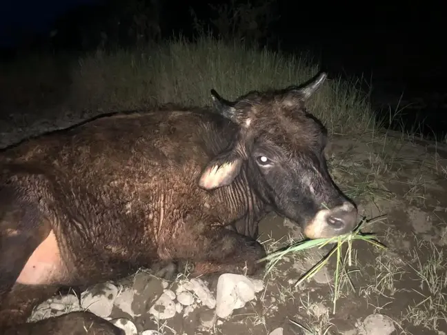 Bingöl'de nehir yatağında çamura saplanan inek kurtarıldı