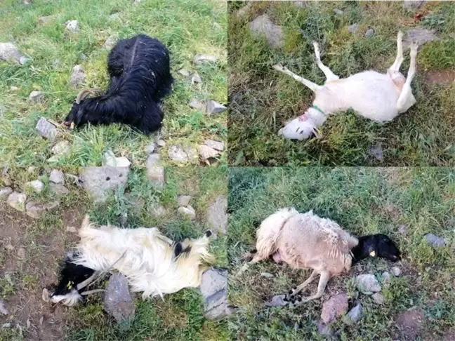 Kurtlar sürüye saldırdı: 21 telef, 35 kayıp