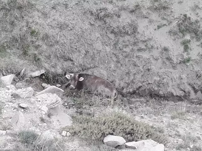 Son dakika: Ulaş'ta yaylımdayken dereye düşen ineği itfaiye ekipleri kurtardı