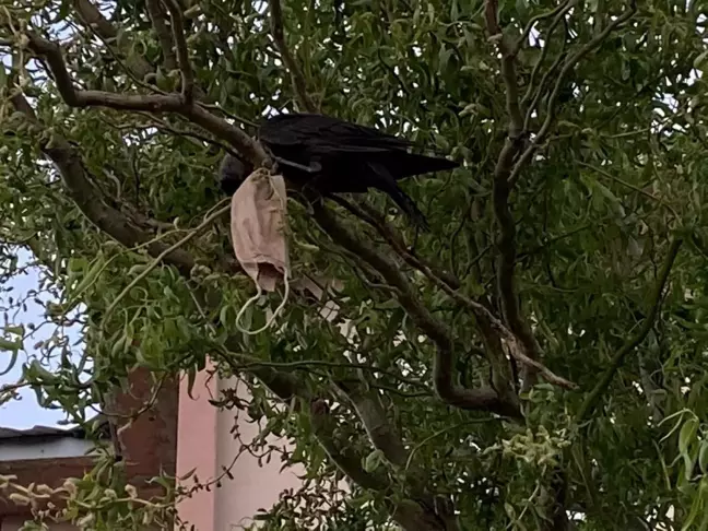 Boynuna maske dolanan kargayı itfaiye ekipleri kurtardı