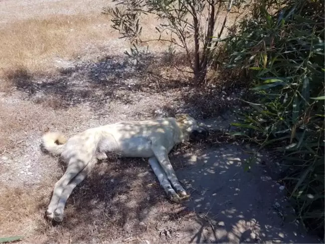 DEMRE'DE 10 KÖPEK ZEHİRLENEREK ÖLDÜRÜLDÜ