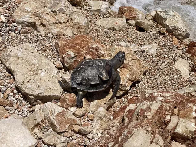 Acısu Plajı'nda ölü caretta caretta bulundu