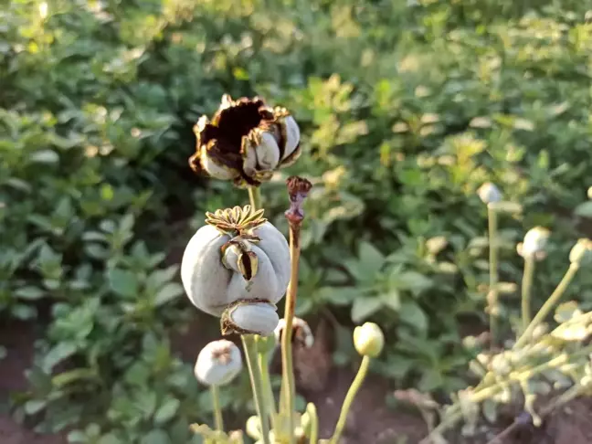 Şuhut'ta kuvvetli yağış buğday ve haşhaş ekili alanlara zarar verdi