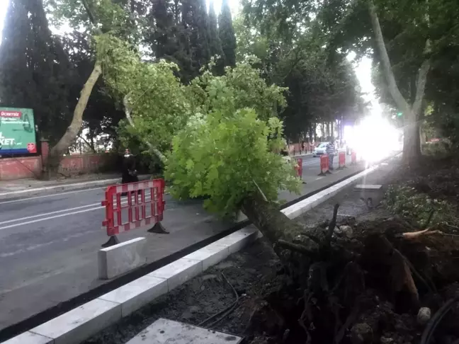 Bakırköy'de ağaç devrildi: 1 yaralı