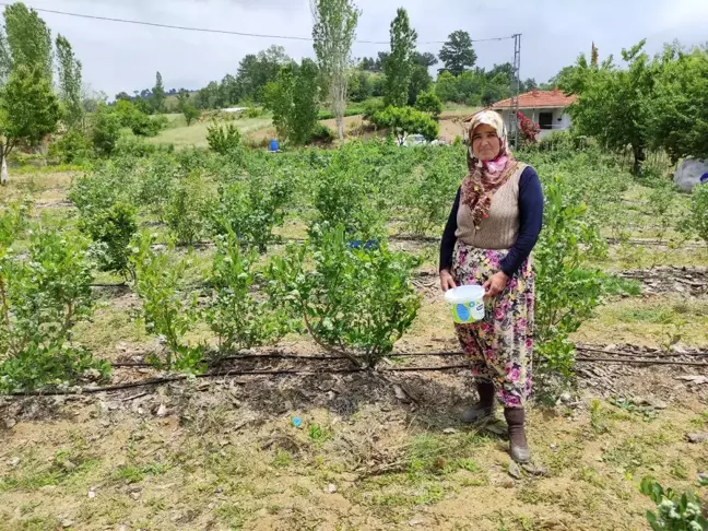 3 yıl önce 5 dönüm araziye nadir bulunan bu meyveyi ekti, bu yıl 250 bin lira kazanacak