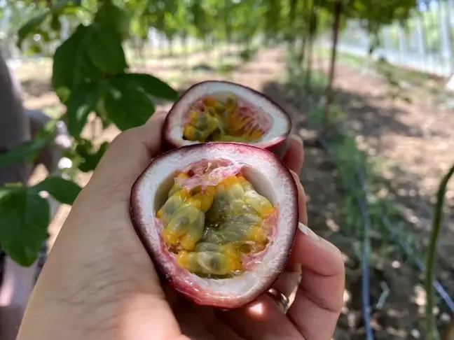 Şifa niyetine ektiği 'passiflora' meyvesinin ticaretini yapıyor