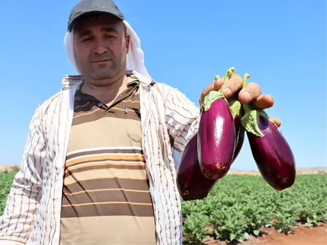Kilis İçin Patlıcan Hasadı Vakti