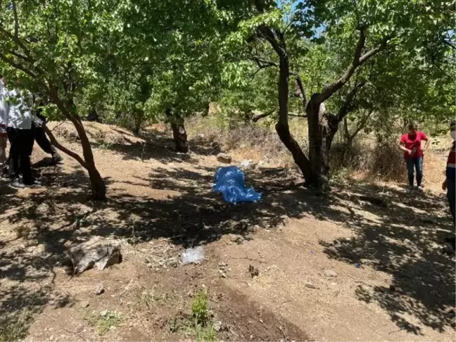 Kayısı toplamaya gitti, bahçede ölü bulundu