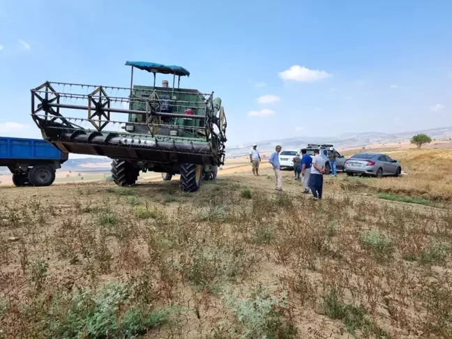 Tarsus'ta karabuğday hasadı başladı