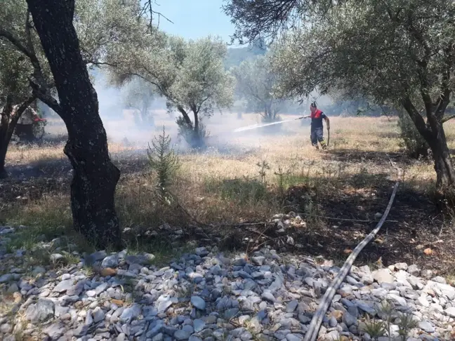 Son dakika haberi | Muğla'da otluk ve zeytinlik alanda çıkan yangın söndürüldü