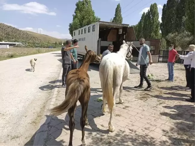 Sahipsiz atlarla göl gezisine para cezası