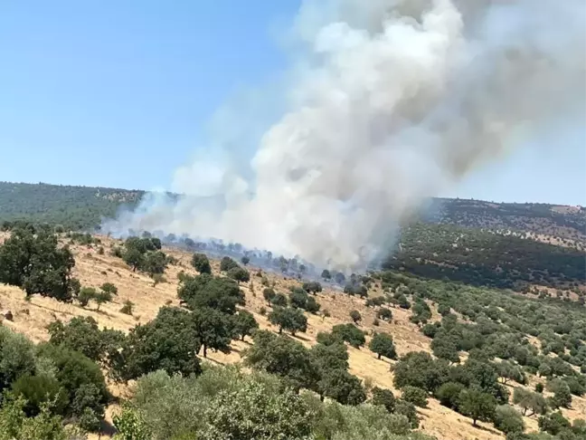 Manisa'da makilik alanda yangın