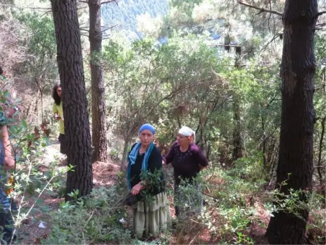 Beykoz'da ormanlık alanda çıkan yangın kontrol altına alındı