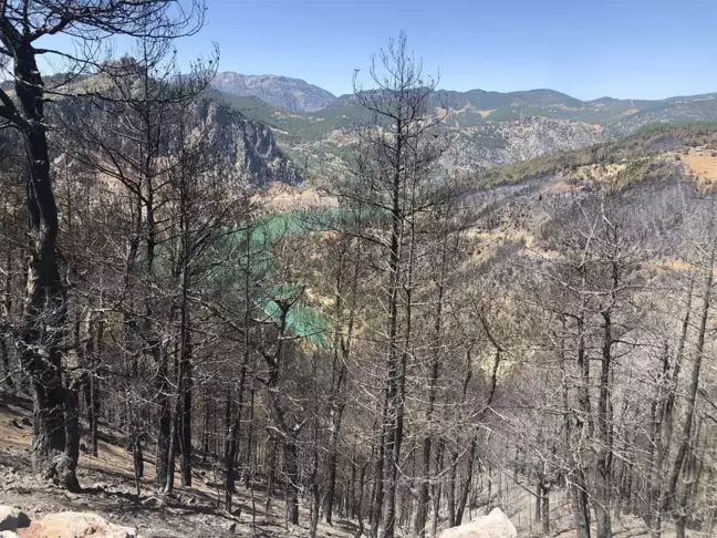 Adana'da 4 bin 150 hektar orman alanı zarar gördü