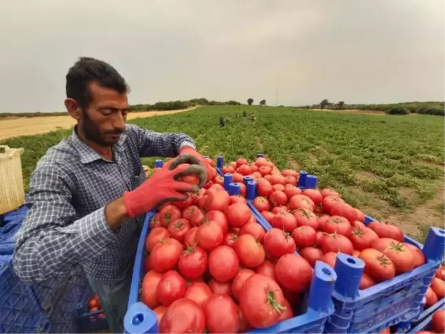 ÇANAKKALE DOMATESİNDE HASAT BAŞLADI