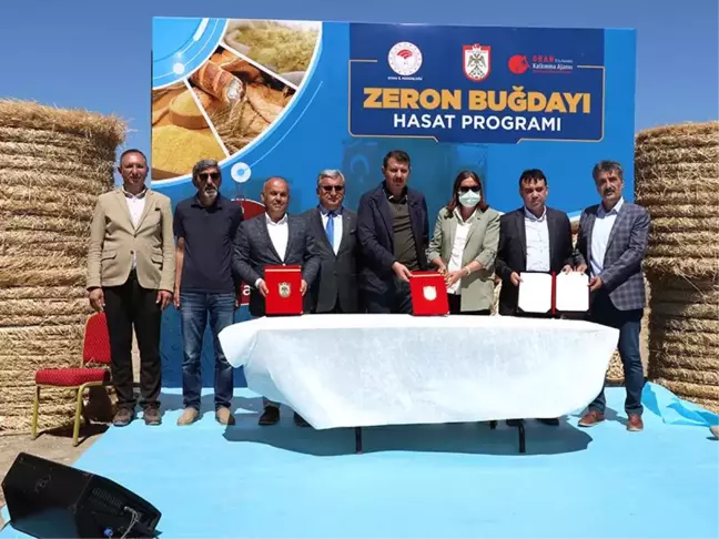 Sivas'ta ata tohumu Zeron buğdayı hasadı yapıldı