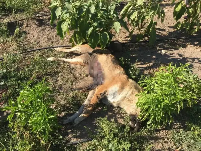 6 yavru köpek, ölen annelerinin başından ayrılmadı