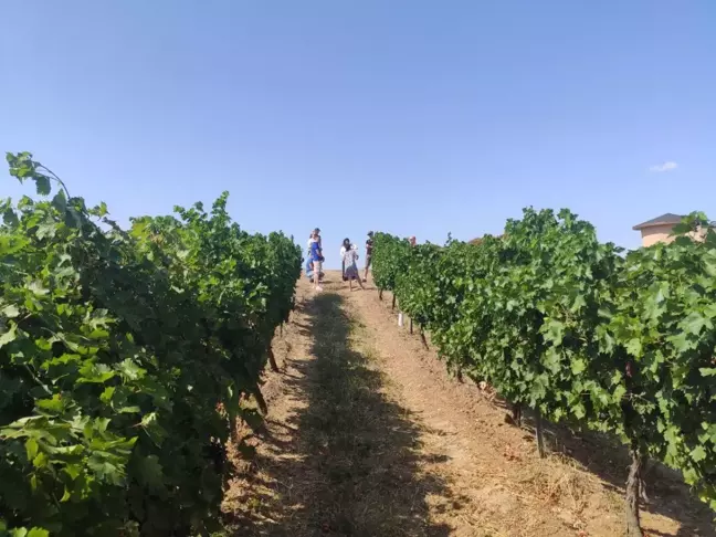İstanbullu rehberler Tekirdağ'da Rakoczi Müzesi ve üzüm bağlarını gezdi