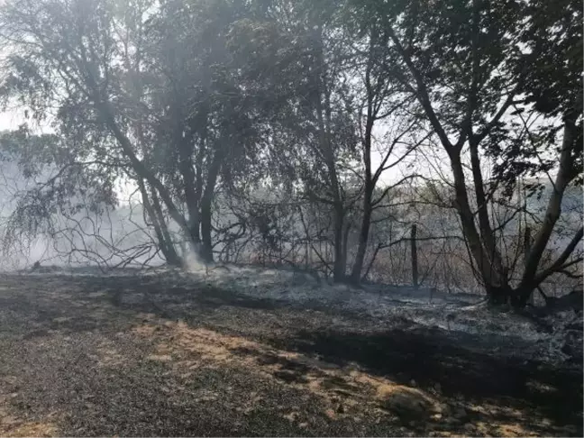 Son dakika haber... SİLİVRİ'DE AĞAÇLARIN OLDUĞU TARLADA YANGIN