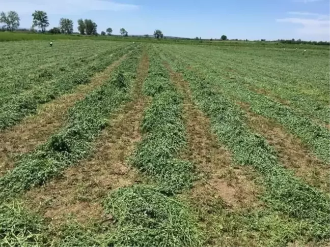 Tarla yolu meselesi yüzünden kan aktı: 3 yaralı