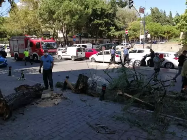 KARTAL'DA DEVRİLEN AĞACIN ALTINDA KALMAKTAN SON ANDA KURTULDU