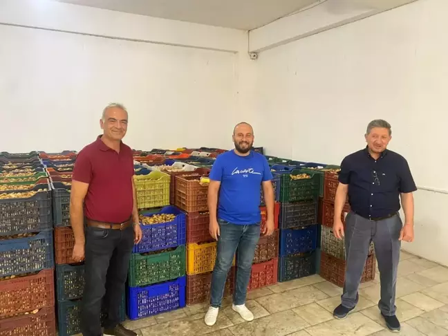 Nazilli'de kuru incir alım sezonu başladı