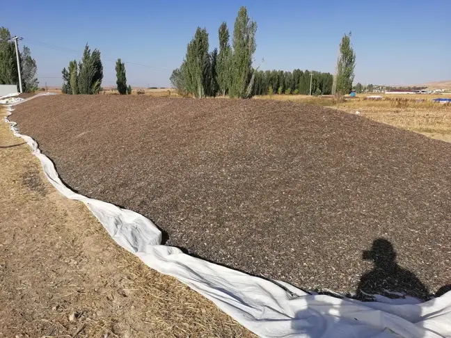 Konya'da çerezlik ayçiçeği hasadı başladı