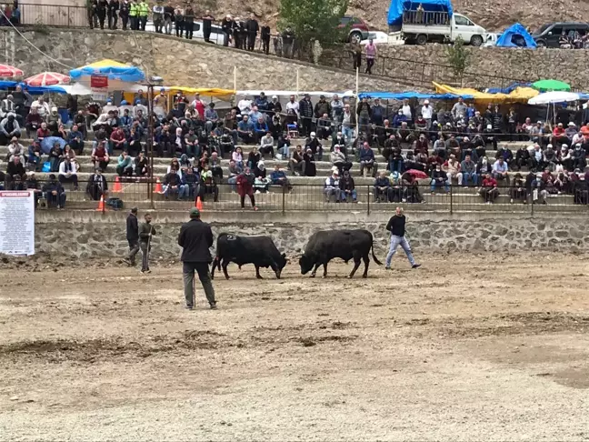 Artvin'in Yusufeli ilçesindeki boğa güreşleri ilgi gördü