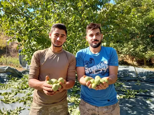 Aydın'da ceviz hasadı başladı