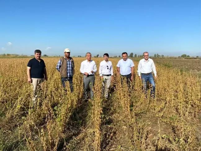 Tarsus'ta yerli soya çeşidi 'Samsoy'un hasadı yapıldı