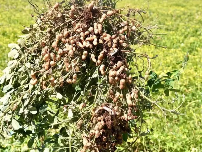 Adıyaman çiftçisi ilk kez yer fıstığını deniyor