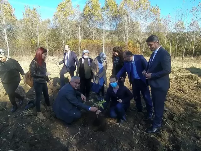 Kara mürver üretimine yerinde destek