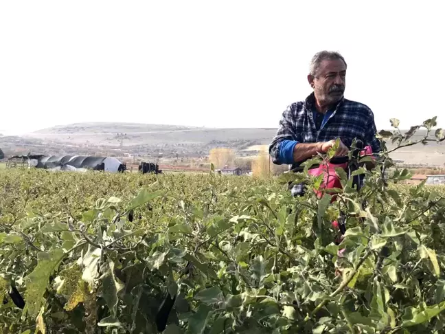 Marketlerdeki fiyata kızdı, 20 dönümlük sebze tarlasını vatandaşlara ücretsiz açtı