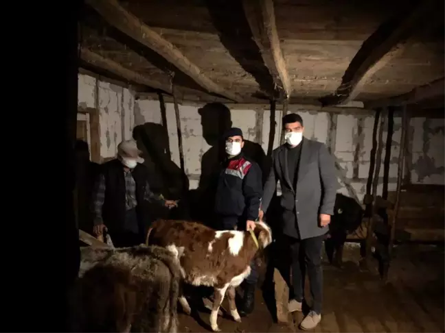 Son dakika! Düzce'de kayıp 14 büyükbaş hayvan jandarma tarafından bulundu
