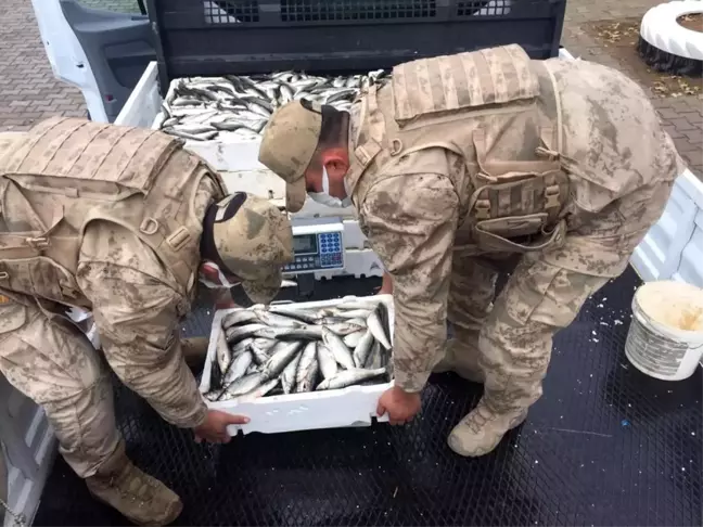 Nazik Gölü'nde kaçak avlanan 425 kilogram balığa el konuldu