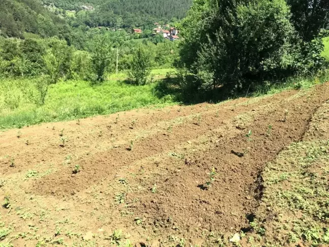 40 yıl Avrupa'da yaşadı memleketine dönüp aronya bahçesi kurdu