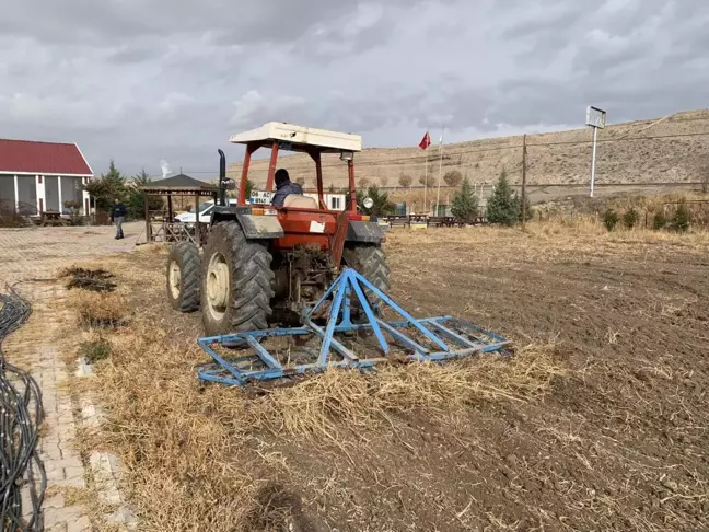 Bala'da mor sarımsak dikimi yapıldı