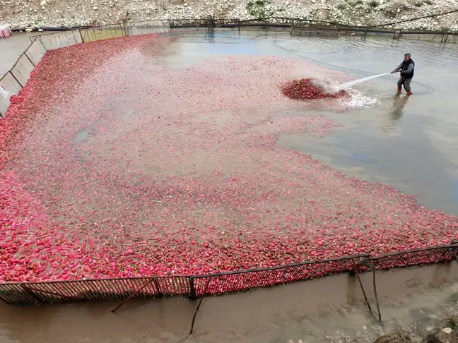 Tescilli Kadirli turpundan 160 bin ton rekolte bekleniyor