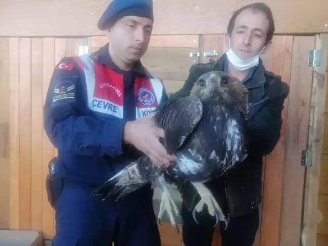 Son dakika haberi | Tokat'ta jandarmanın bulduğu yaralı kartal tedavi altına alındı