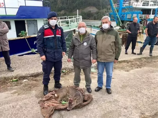 Yaralı karacayı jandarma ekipleri kurtardı
