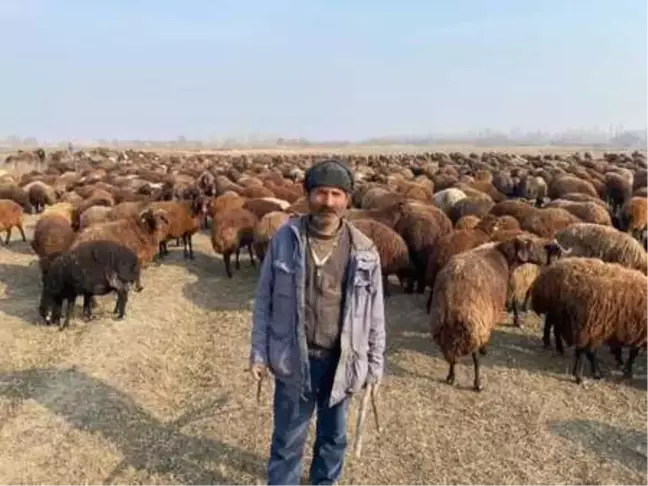 BAHAR HAVASI YAŞANAN IĞDIR'DA BESİCİLERİN YÜZÜ GÜLÜYOR