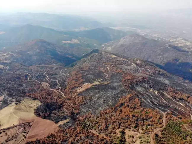 MANİSA'DA ORMAN YANGINI SONRASI 300 BİN FİDAN TOPRAKLA BULUŞTURULDU