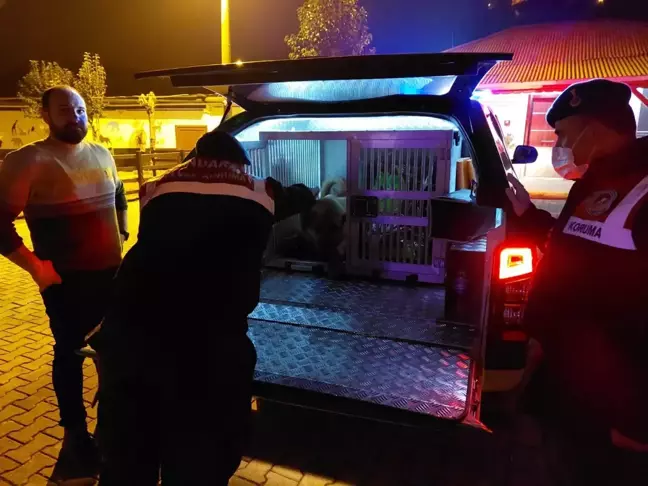 Son dakika haberi: Giresun'da yaralı iki köpeğe jandarma sahip çıktı