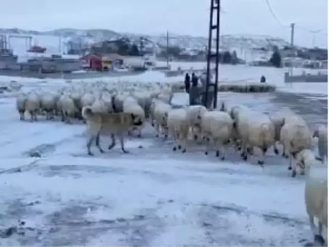 Sivas'ta 594 yerleşim yerine ulaşım sağlanamıyor (4)