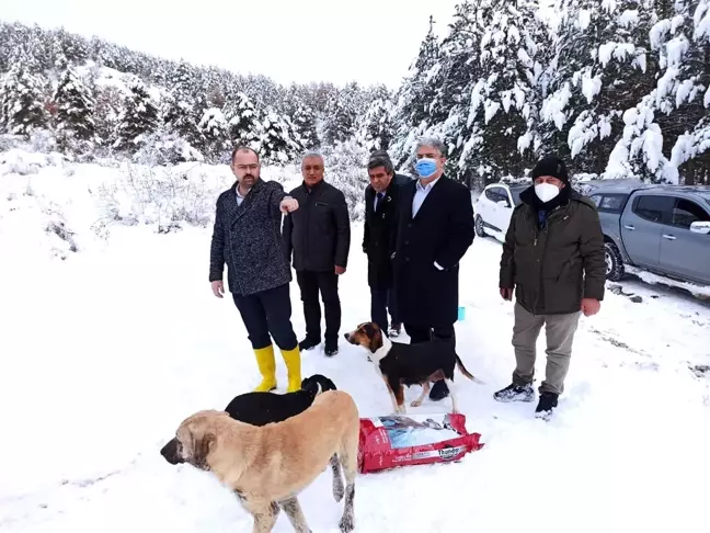 Tosya'da sokak hayvanları unutulmadı