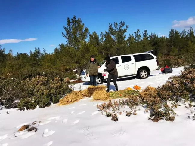 Marmaris Milli Parkı'nda yaban hayvanları için doğaya yiyecek bırakıldı