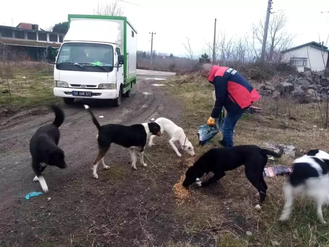 Ordu'da sokaktaki can dostlara şefkatle yaklaşılıyor
