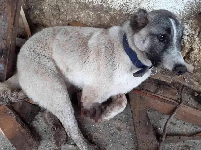 Tüfekle vurulan köpeğin ayağı parçalandı