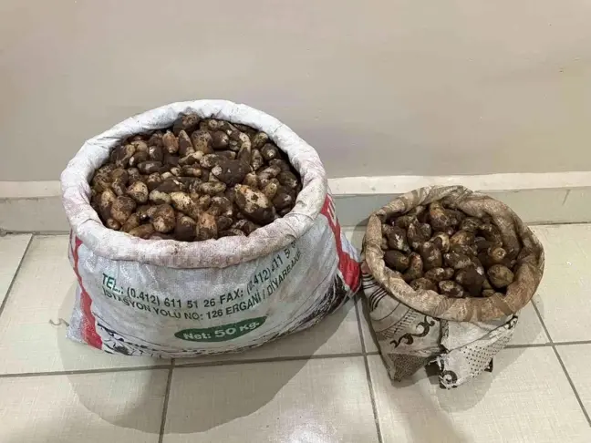 Elazığ'da salep soğanı toplayan 4 kişiye 436 bin lira para cezası