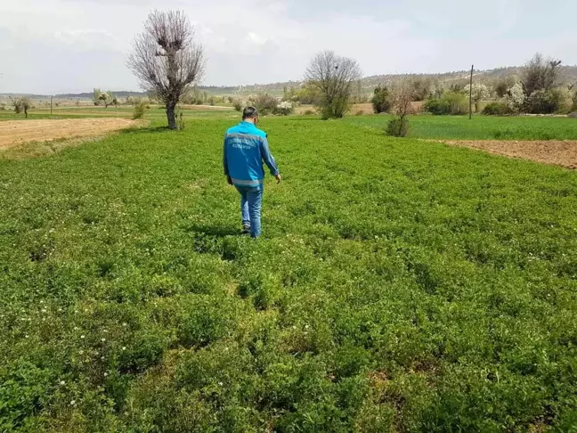Şaphane'de yem bitkisi ekili alanlarda hastalık ve zararlı kontrolleri